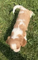 Spencer, a male Cavalier King Charles Spaniel for sale in Athens, WI – 9 of 10
