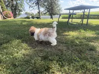 Janet, a female Bichon Frise and Shih Tzu for sale in Athens, WI – 7 of 10
