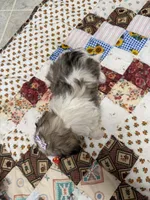 Stars, a female Shih Tzu for sale in Athens, WI – 9 of 10