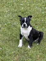 Rex, a male Boston Terrier for sale in Athens, WI – 10 of 10