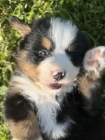 Gill, a male Bernese Mountain Dog for sale in Athens, WI – 2 of 10