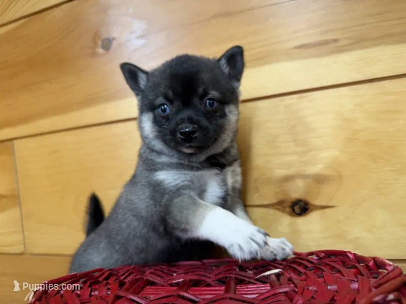 Vivian – Pomsky puppy for sale in Athens, WI