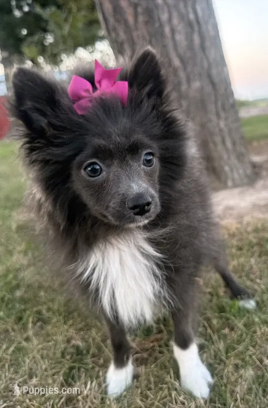Harlee  – Pomeranian puppy for sale in Athens, WI