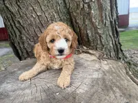 Gabe, a male Cavapoo for sale in Athens, WI – 7 of 10
