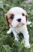 AKC Baxter, a male Cavalier King Charles Spaniel for sale in Athens, WI – 2 of 10