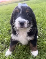 Summer, a female Bernedoodle for sale in Athens, WI – 2 of 10