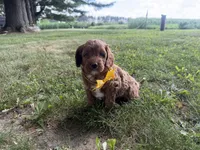 Gavin, a male Cavapoo for sale in Athens, WI – 8 of 10