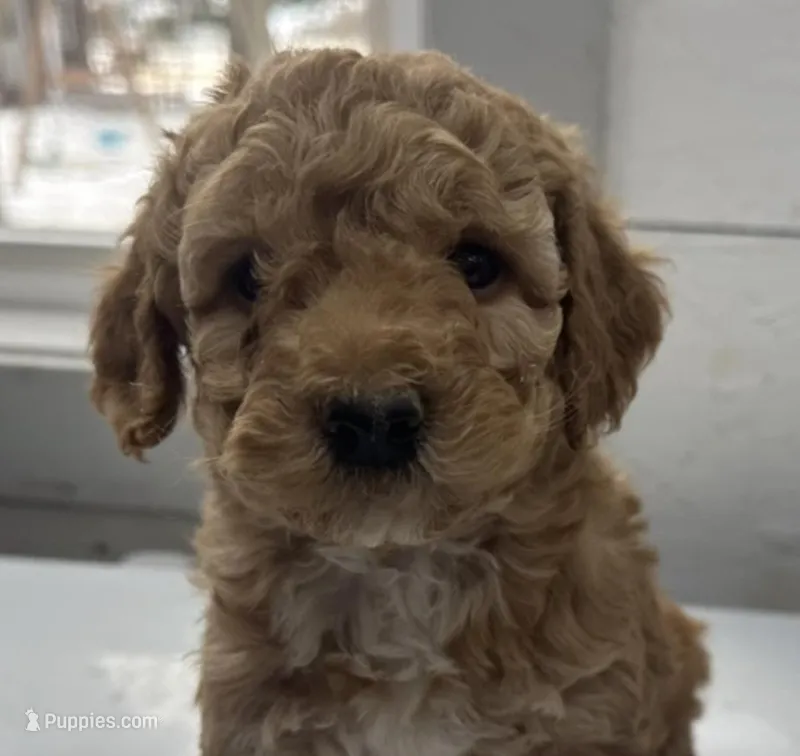 Bud – Miniature Goldendoodle puppy for sale in Athens, WI