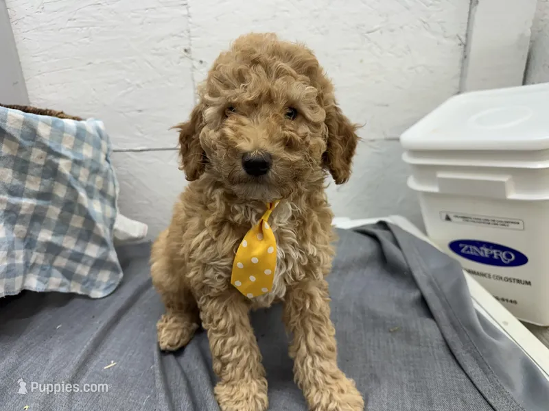 Bud – Miniature Goldendoodle puppy for sale in Athens, WI