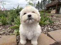 Lynn, a female Poodle - Miniature  and Mal Shi for sale in Athens, WI – 4 of 10