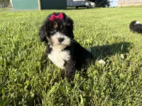 Trixie, a female Bernedoodle for sale in Athens, WI – 7 of 10