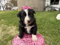 Zada, a female Australian Shepherd and Border Collie for sale in Athens, WI – 7 of 10