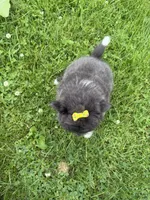 Harlee , a female Pomeranian for sale in Athens, WI – 10 of 10