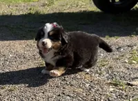 Georgia, a female Bernese Mountain Dog for sale in Athens, WI – 2 of 10