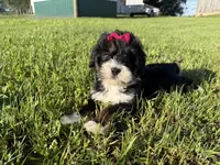 Trixie, a female Bernedoodle for sale in Athens, WI – 6 of 10