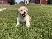 Julie, a female Bichon Frise and Shih Tzu for sale in Athens, WI – 10 of 10