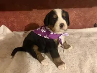 AKC Violet, a female Bernese Mountain Dog for sale in Athens, WI – 9 of 10