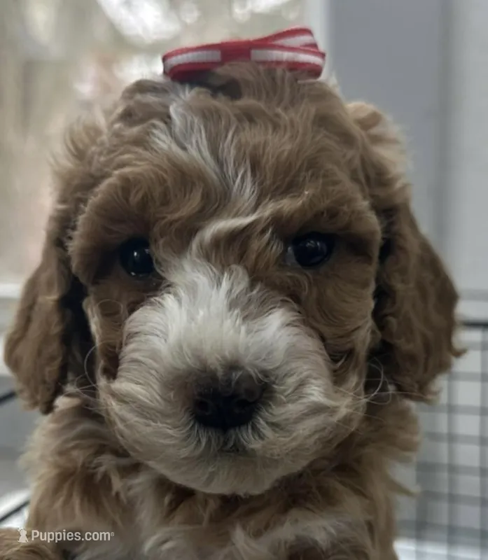 Tulip  – Miniature Goldendoodle puppy for sale in Athens, WI
