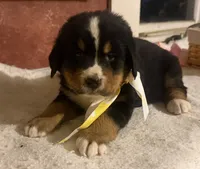 AKC Vern, a male Bernese Mountain Dog for sale in Athens, WI – 5 of 10