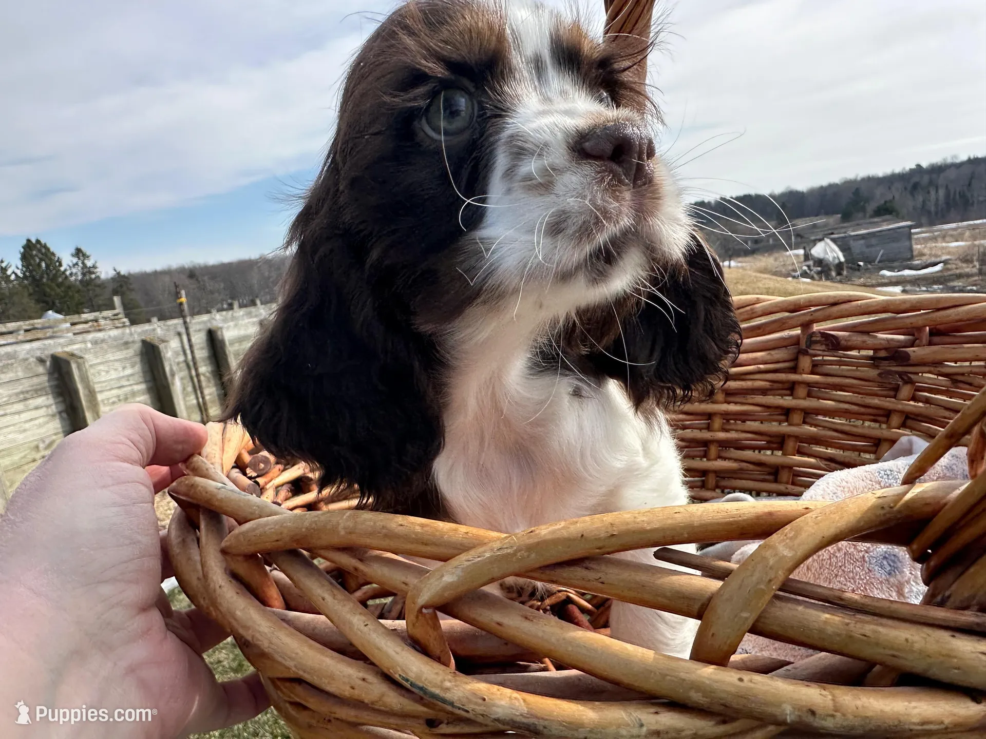 AKC Shawna, a female Cocker Spaniel for sale in Athens, WI – Photo 2 of 10