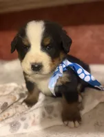 AKC Vinnie, a male Bernese Mountain Dog for sale in Athens, WI – 4 of 10