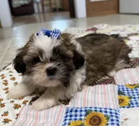 Firecracker, a female Shih Tzu for sale in Athens, WI – 3 of 10