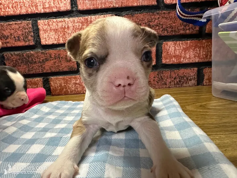 Porter  – Boston Terrier puppy for sale in Athens, WI