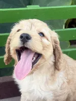 Carrie, a female Cockapoo for sale in Athens, WI – 3 of 10