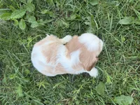 AKC Baxter, a male Cavalier King Charles Spaniel for sale in Athens, WI – 10 of 10