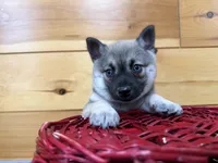 Victor , a male Pomsky for sale in Athens, WI – 1 of 9