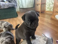 processed/460a9d35-d76f-407e-a50e-0be859d61cc8/listing/effdf43f-f2bd-46b1-bc45-ca37be1961ff/89d26f2c-e2d6-415c-96f9-d2cbc4803dea