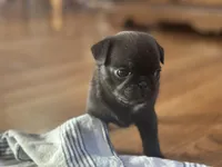 processed/460a9d35-d76f-407e-a50e-0be859d61cc8/listing/effdf43f-f2bd-46b1-bc45-ca37be1961ff/a7c503a1-64e2-4cb1-b122-6a6e6812b570