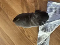 processed/460a9d35-d76f-407e-a50e-0be859d61cc8/listing/effdf43f-f2bd-46b1-bc45-ca37be1961ff/a91dfc3a-a44b-43f7-a63e-3c49b9c313b0