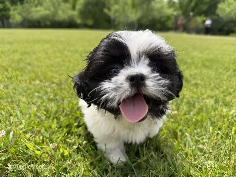 Jordan – Bichon Frise, Shih Tzu puppy for sale in Athens, WI