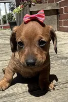 Quinn , a female Miniature Dachshund for sale in Athens, WI – 1 of 10