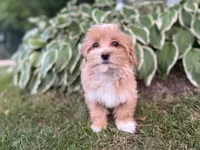 Carlee, a female Maltipoo for sale in Athens, WI – 3 of 9