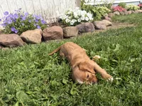 Savanna , a female Cavalier King Charles Spaniel for sale in Athens, WI – 8 of 9