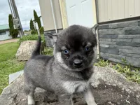 Vivian, a female Pomsky for sale in Athens, WI – 7 of 9