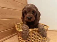 Marshall, a male Cockapoo for sale in Athens, WI – Photo 8 of 10
