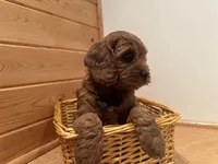 Marshall, a male Cockapoo for sale in Athens, WI – Photo 9 of 10