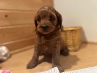 Marshall, a male Cockapoo for sale in Athens, WI – Photo 3 of 10