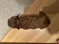 Marshall, a male Cockapoo for sale in Athens, WI – Photo 10 of 10