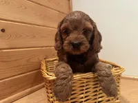 Marshall, a male Cockapoo for sale in Athens, WI – Photo 6 of 10