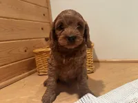Marshall, a male Cockapoo for sale in Athens, WI – Photo 5 of 10