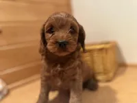 Marshall, a male Cockapoo for sale in Athens, WI – Photo 4 of 10