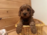 Marshall, a male Cockapoo for sale in Athens, WI – Photo 1 of 10