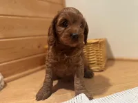 Marshall, a male Cockapoo for sale in Athens, WI – Photo 2 of 10
