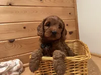 Marshall, a male Cockapoo for sale in Athens, WI – Photo 7 of 10