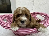 Diane, a female Cavapoo for sale in Athens, WI – Photo 10 of 10