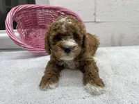 Diane, a female Cavapoo for sale in Athens, WI – Photo 8 of 10